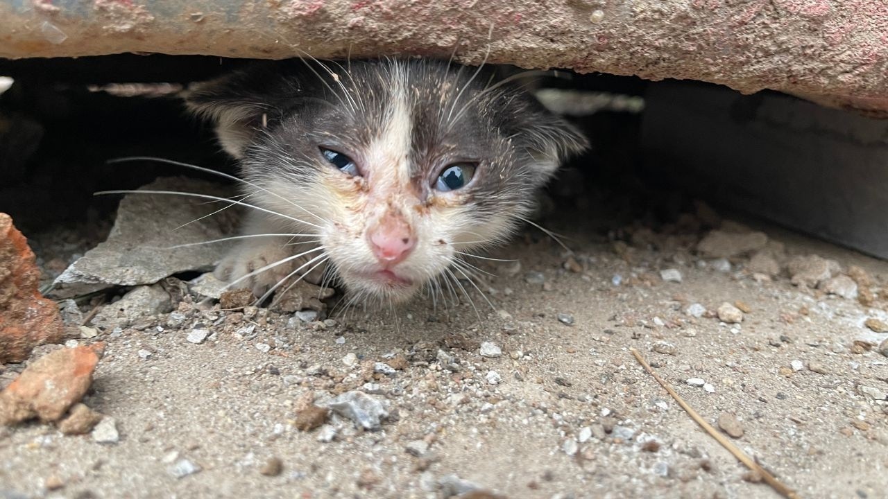 Крик о помощи под заброшенным контейнером