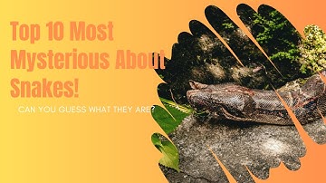 🐍 10 Things You Didn