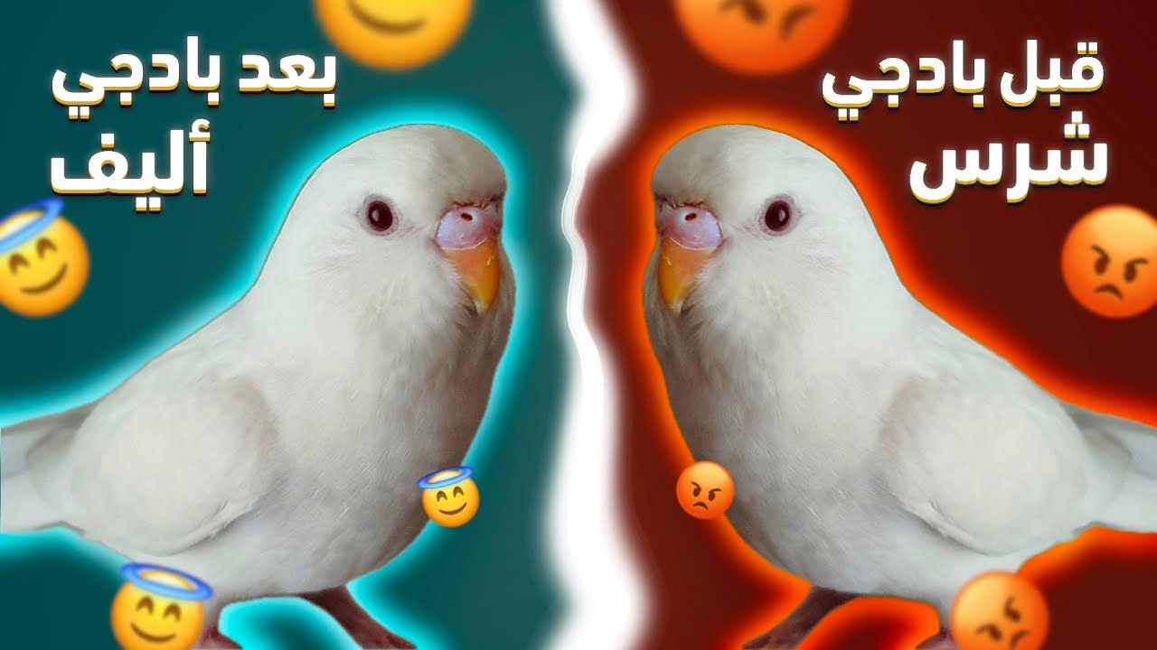 الفيديو المنتظر | طريقة ترويض طائر بادجي شرس😡 إحذر أن تقوم بهذه الأخطاء‼️