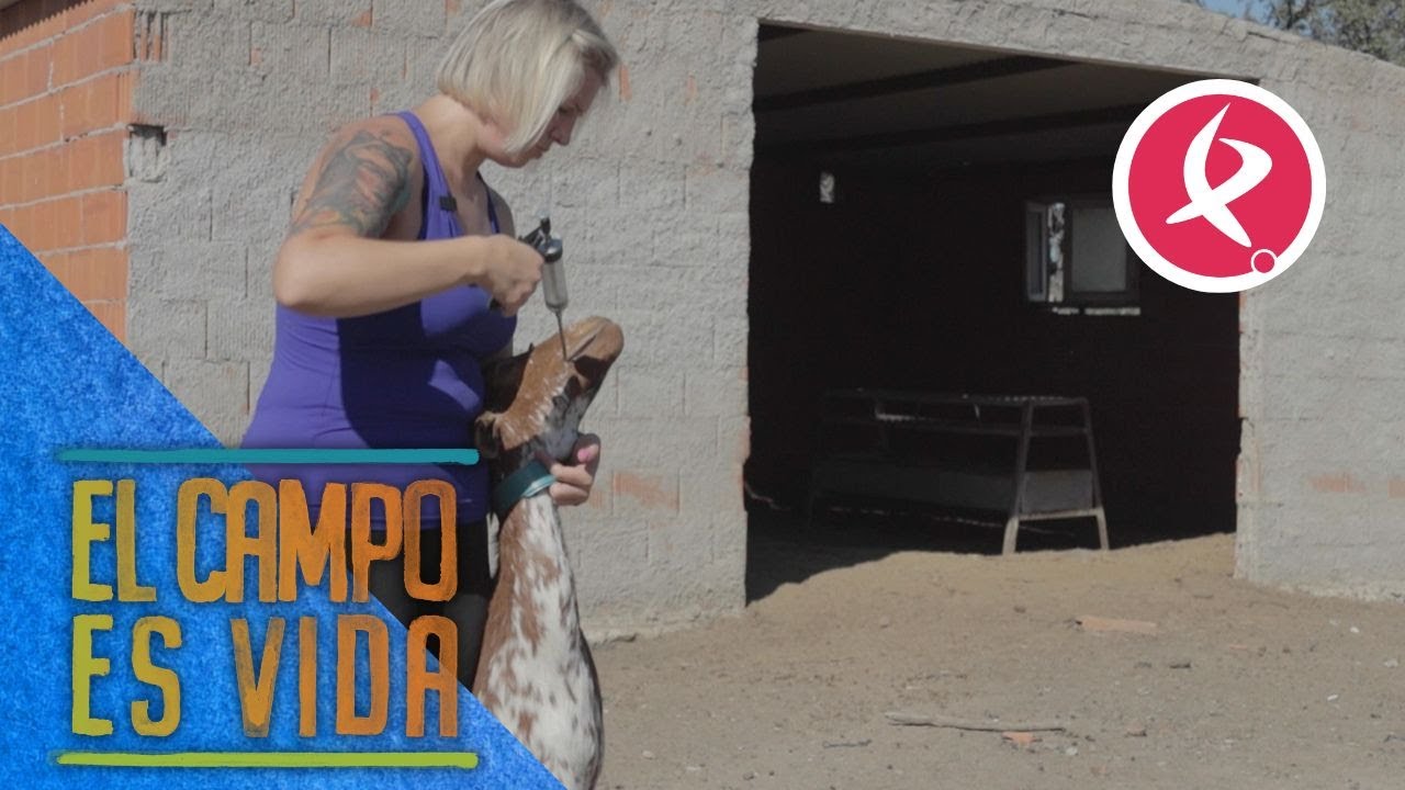 Verónica detecta un caso de toxemia de gestación en una de sus cabras preñadas | El campo es vida