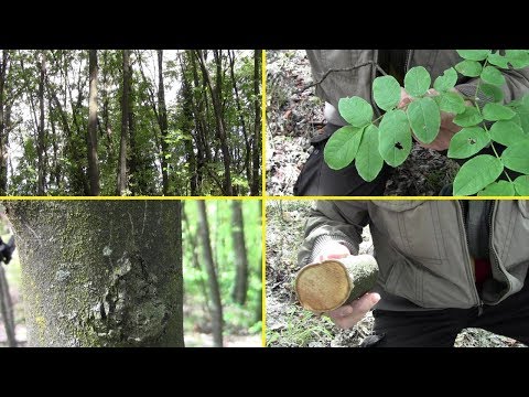 Video: Quanto tempo vivono gli alberi di frassino di montagna?