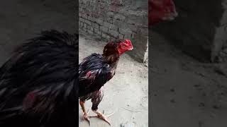 Killer Aseel Black Murgi