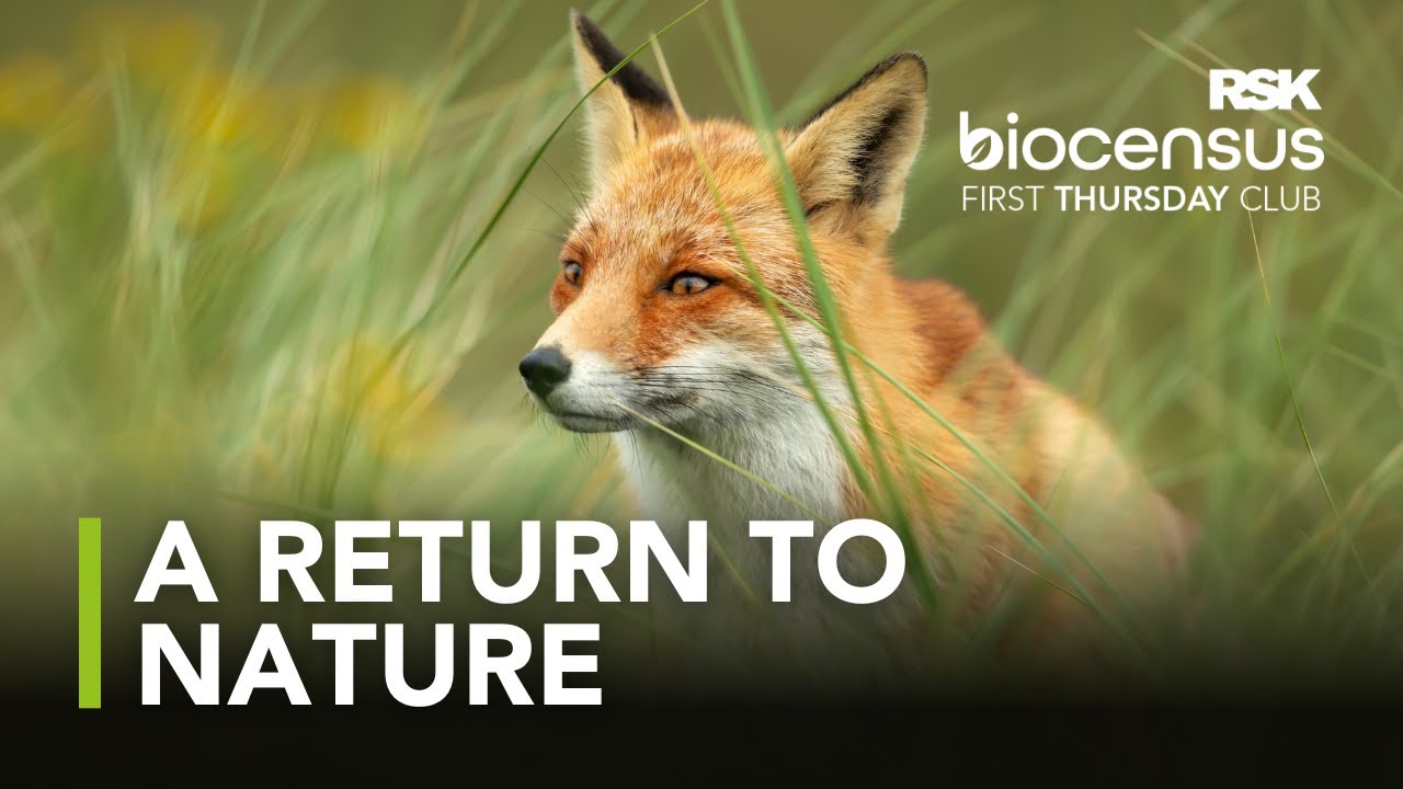 Why You Should Consider Nature Based Solutions For A Sustainable Business