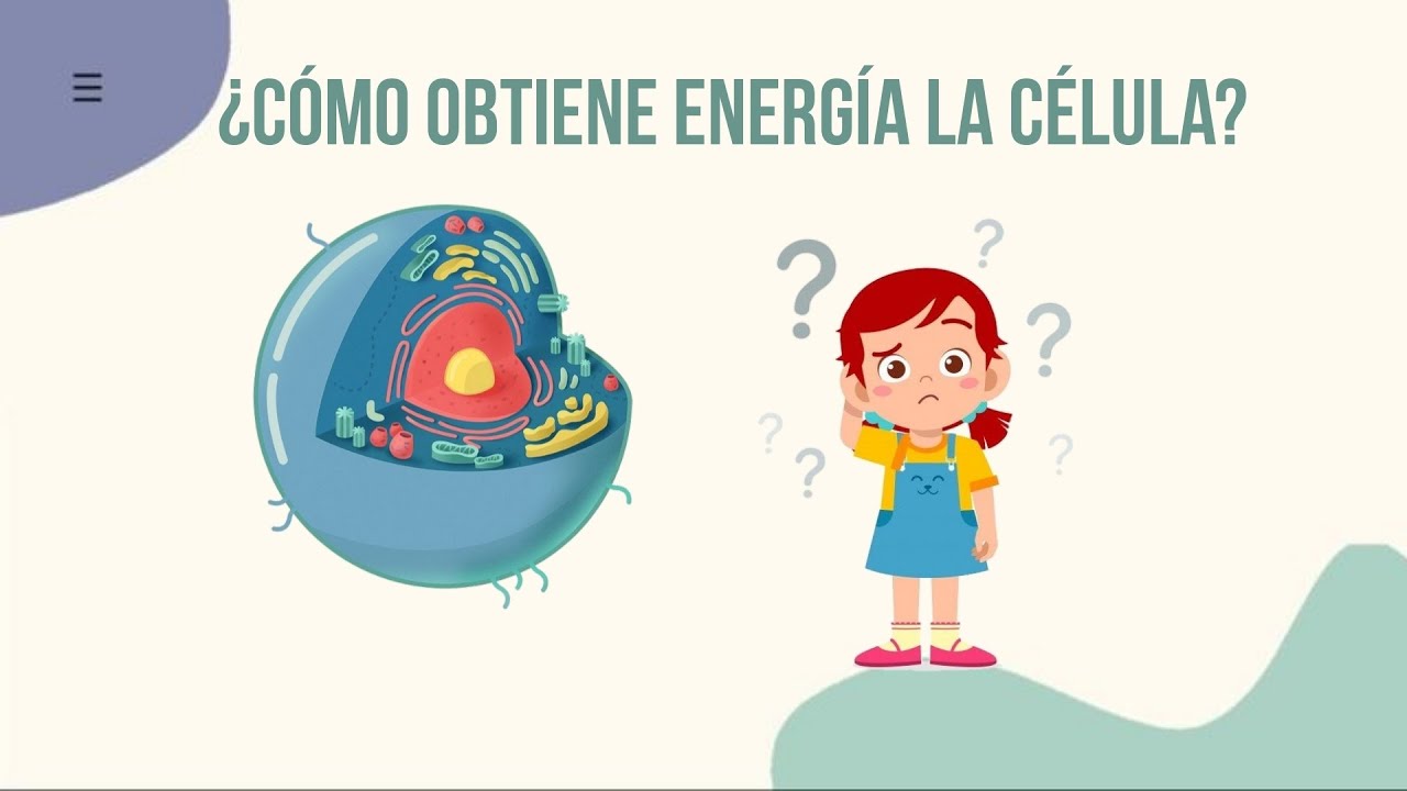 ¿Cómo obtiene energía la célula? (para niños) - YouTube