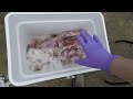 HOW TO Wet Age Venison | Cooler Drain Open Method | Over TWO WEEKS!