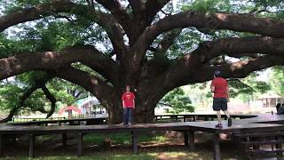 Under the Giant Monkey Pod Tree