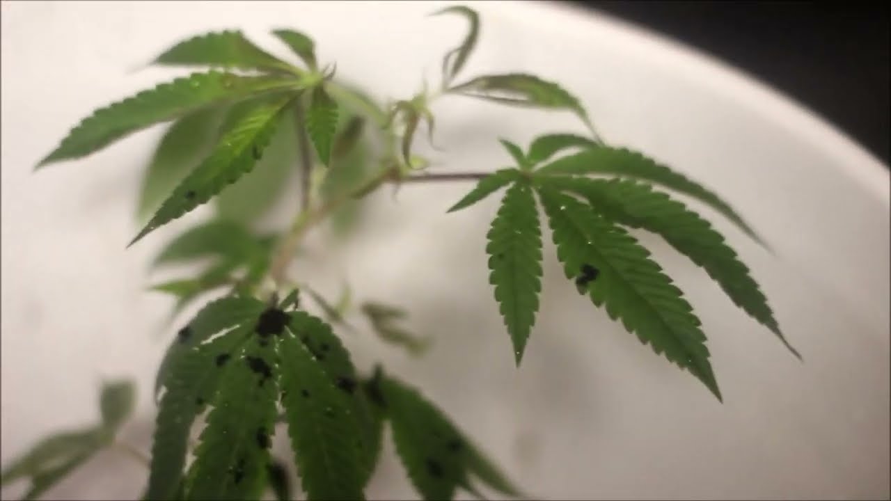 Worm Castings To Grow  Cannabis
