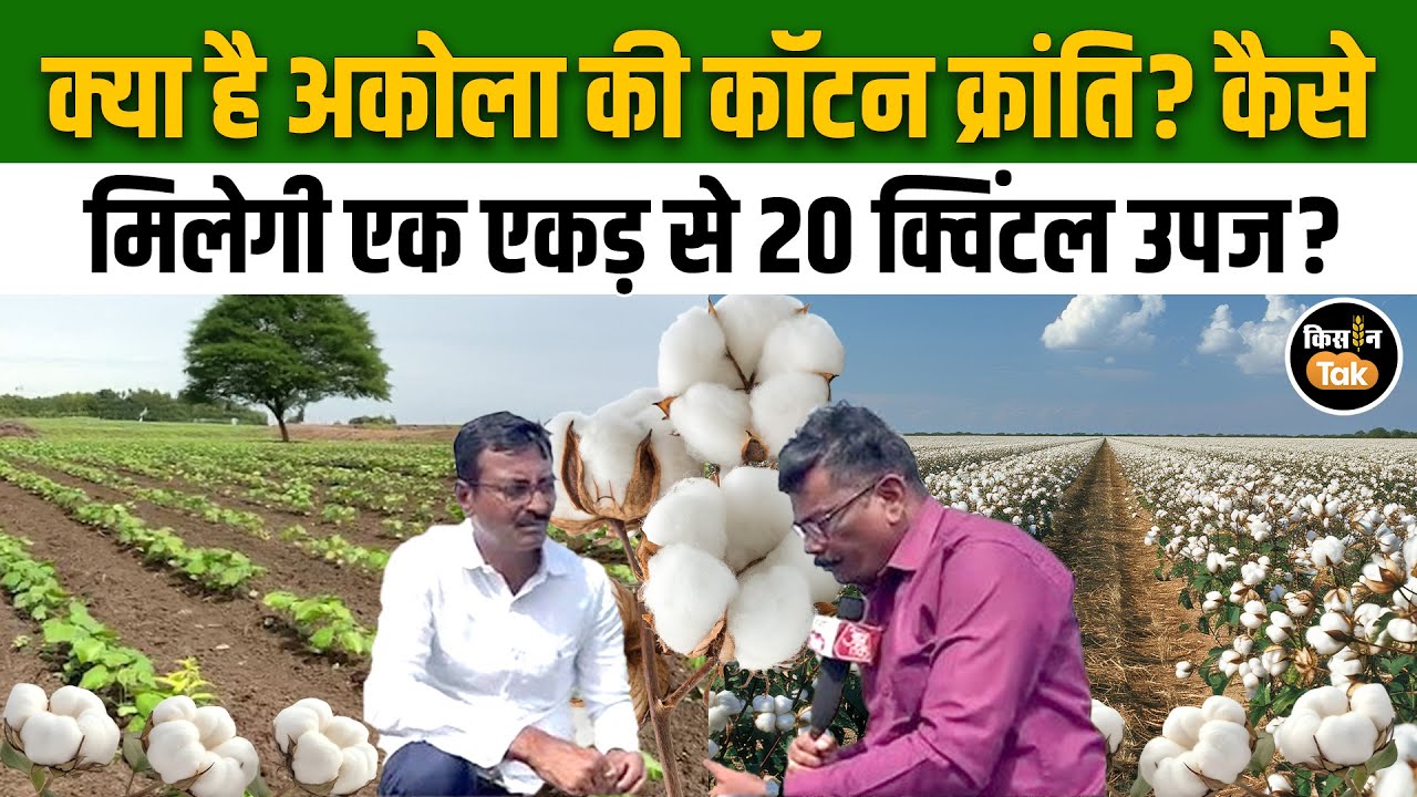 Akola कैसे बना cotton क्रांति की जगह, क्या है High Density Cotton Farming, जानें पूरी बात