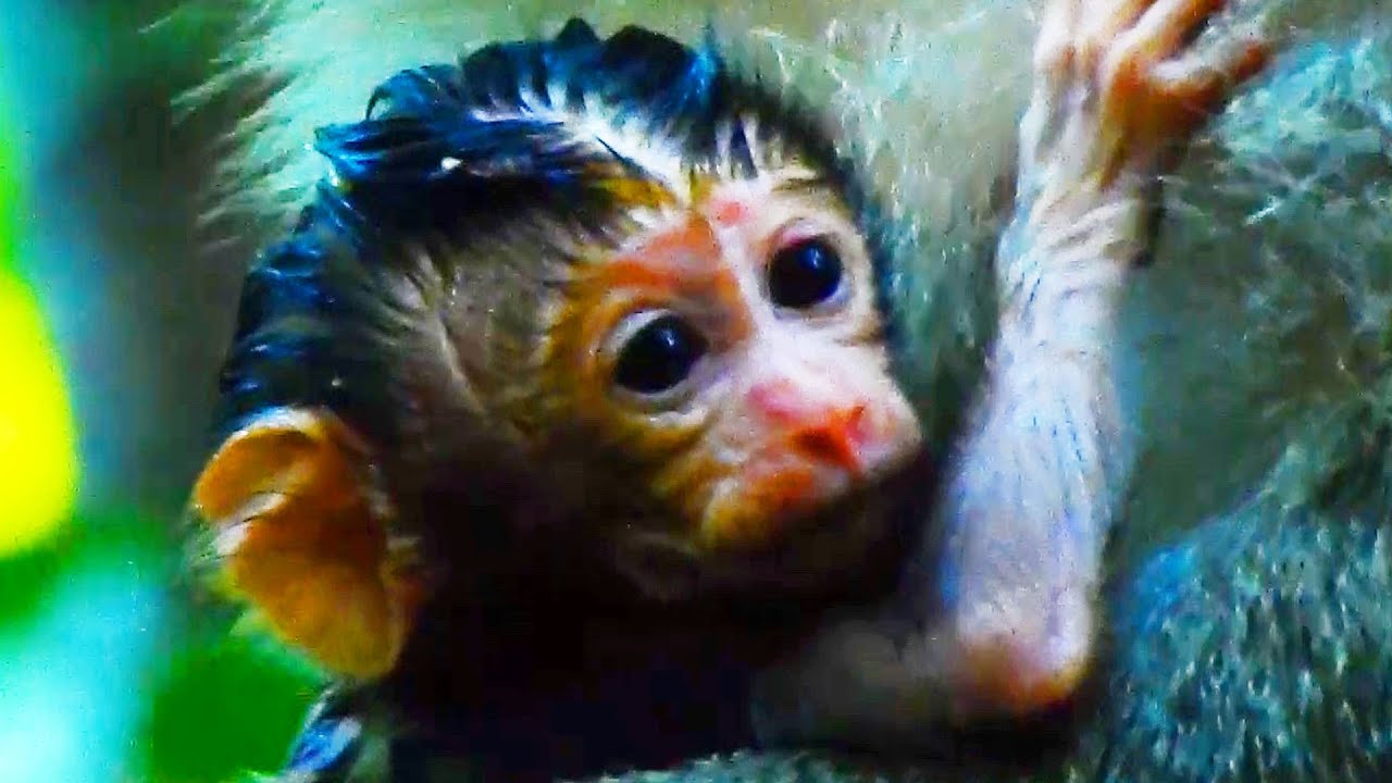 CONGRATS TOMA MONKEY JUST GIVE A NEW BABY GIRL TILLY IN EVENING SO CONGRATS TOMA MONKEY JUST GIVE A NEW BABY GIRL TILLY IN EVENING SO