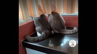 Happy Tails Like Wipers 😺😁😁 by CuteAnimalShare 22,365 views 1 year ago 17 seconds