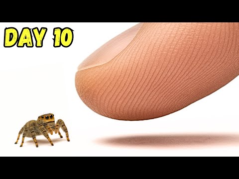 I Hate Spiders... So, I Got One.