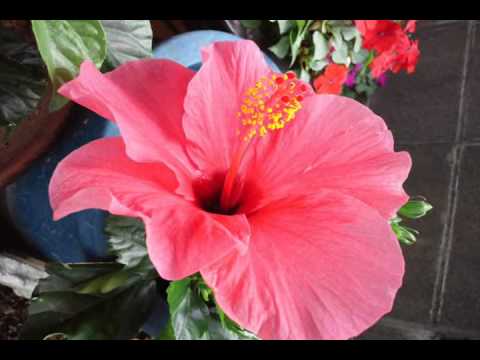 Simon May - When You're Beautiful (1976) [HQ]