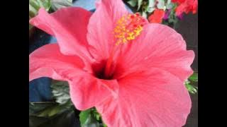 Simon May - When You're Beautiful (1976) [HQ]