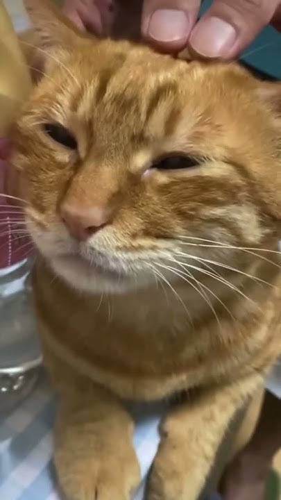 Рыжий кот. Нагладили, и отправили спать #кот #котики #коты - YouTube