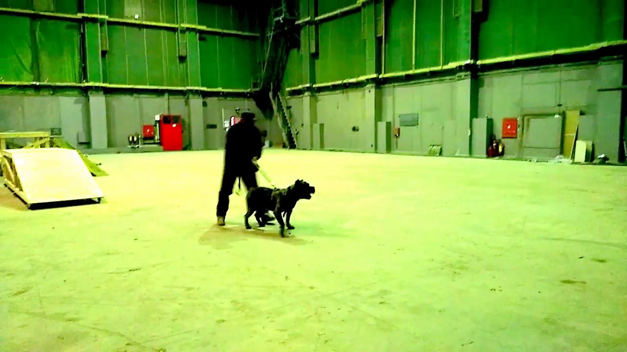 Bullet Head Part Of The Training In The Film Curly Presa Canario