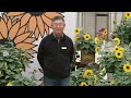Sunfinity Breeding with Shifeng Pang