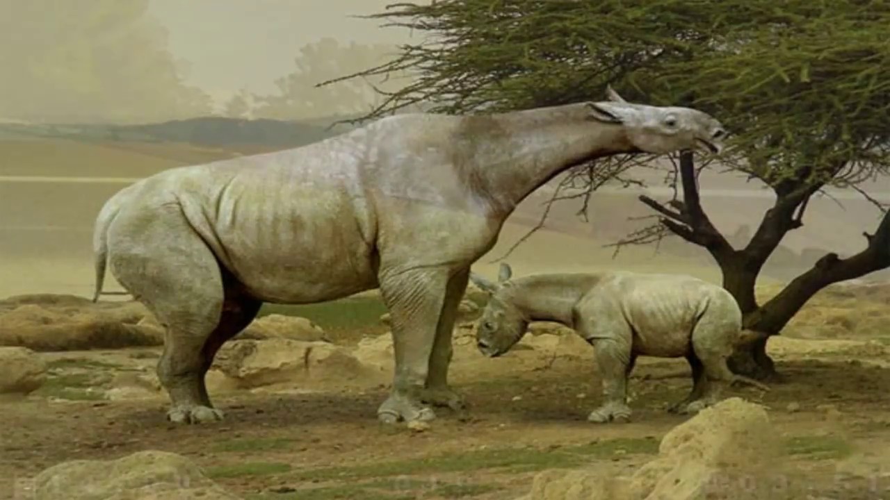 Falcon 130 - Pilot: MP