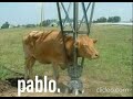 Pablo Meme Cow : Cow Lick Gifs Get The Best Gif On Giphy