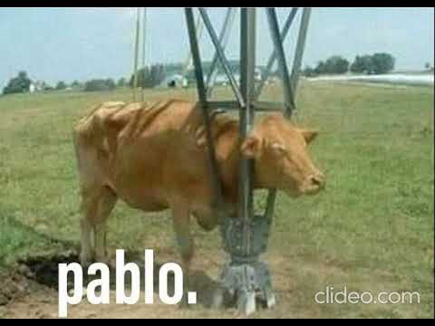 Pablo Cow Meme Youtube
