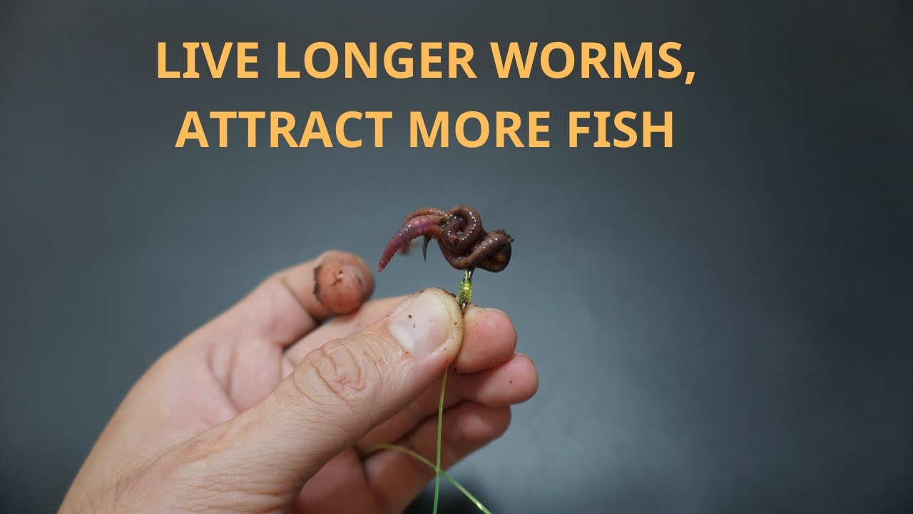 Fishing Hacks How to Hook Bait for Better Attraction & Longer Worm