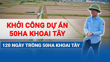 Khởi công dự án 50ha khoai tây - 120 ngày trồng khoai tây (phần 1)
