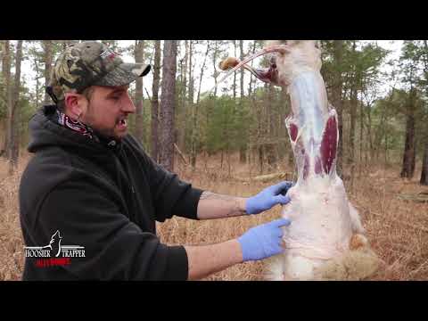 How to skin a Coyote