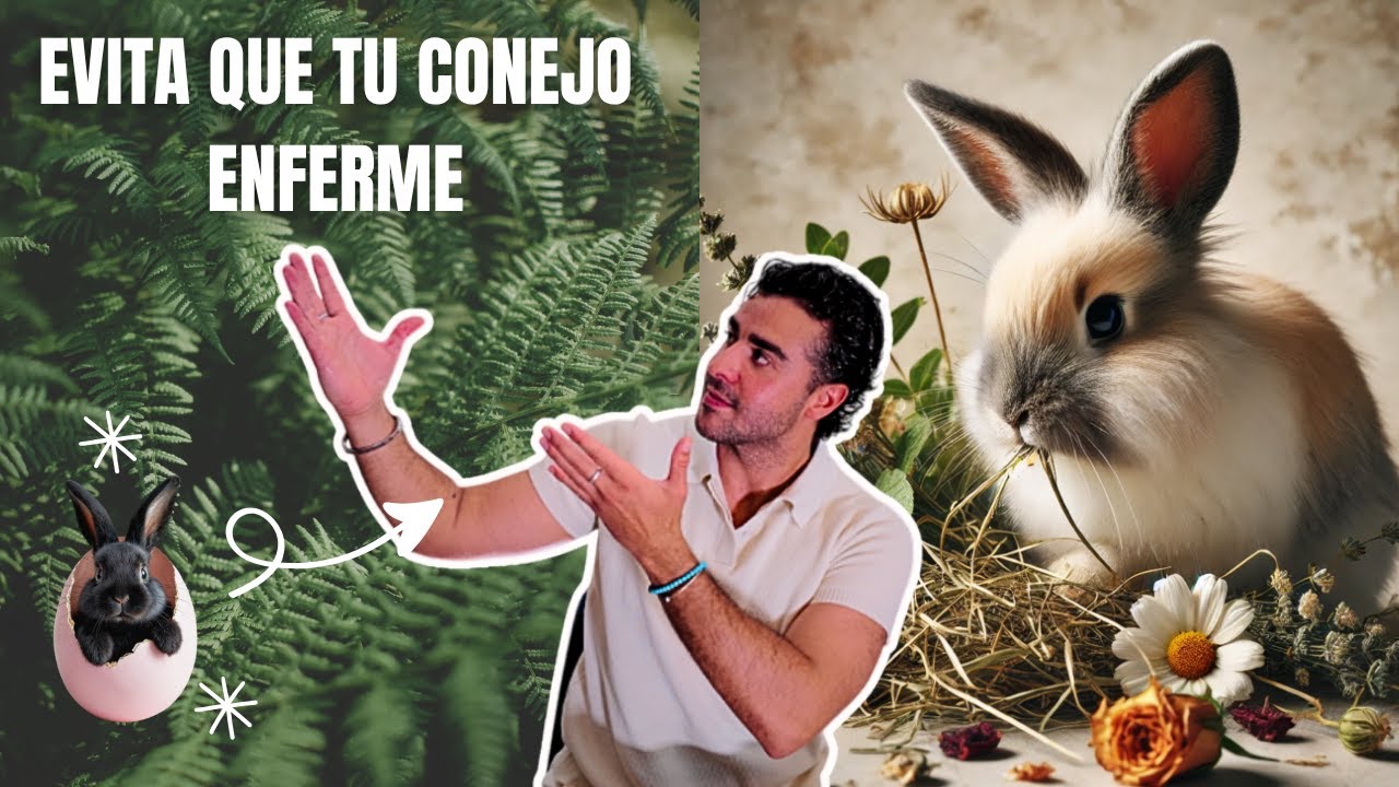 3 cosas que nadie te cuenta antes de tener un conejo sano
