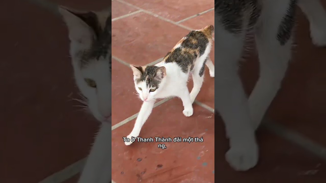 Truyện audio / Sau ly hôn ta chồng cũ hối hận rồi full / 