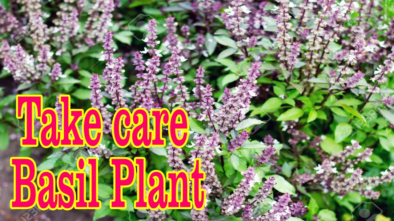 Take care basil vegetable 