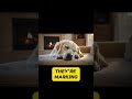 How Dogs Understand Fairness and Emotions Surprising Canine Intelligence