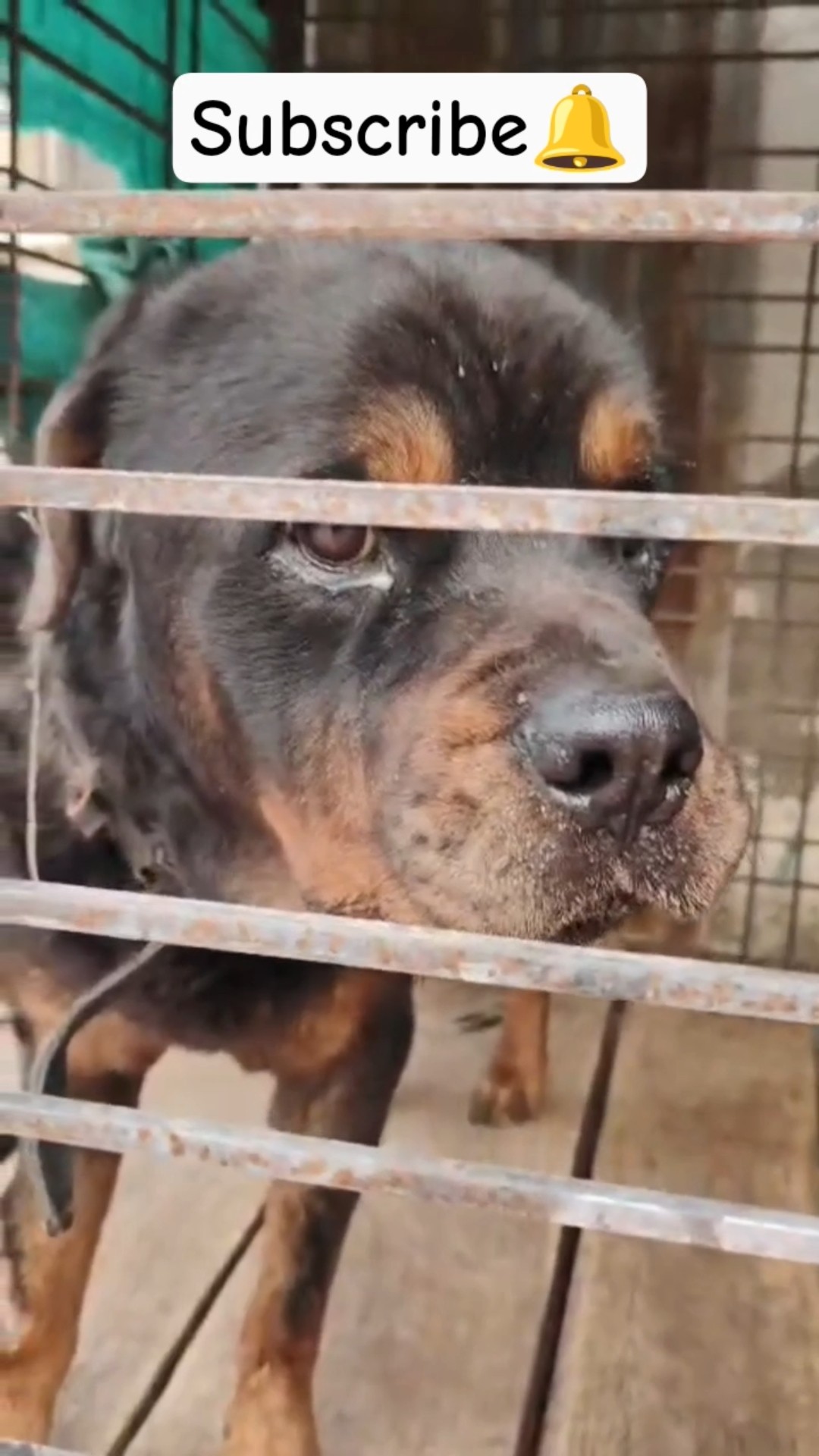 🐶डॉग लवर - ShareChat