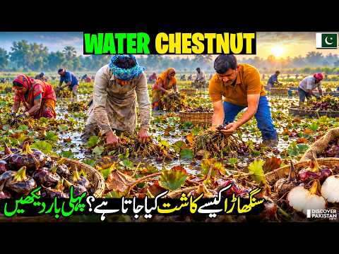 Sanghara Farming in Pakistan 🌱 | Million-Dollar Crop | Water Chestnut Farming, Benefits & Profit