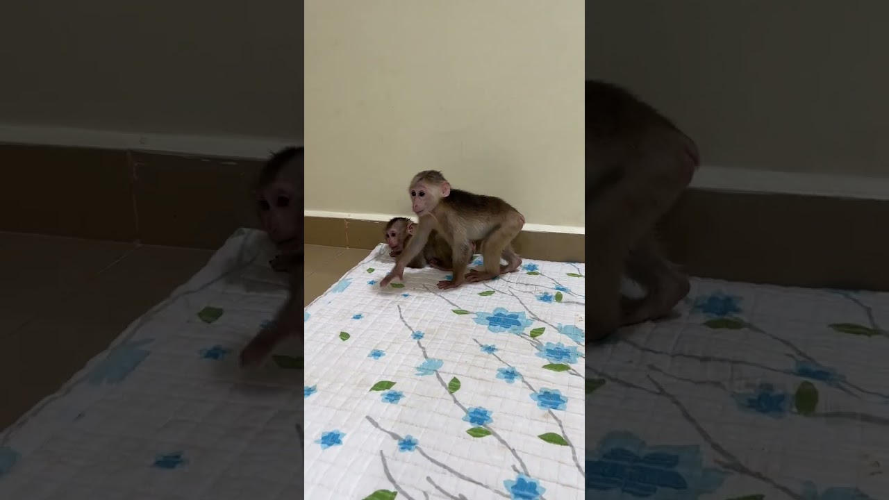 wow monkey pavpav kissing monkey popo