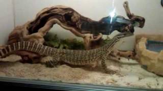 argus monitors meet and ready to breed for first time