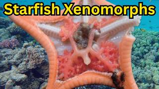Crustaceans Chest Bursting From Starfish Hosts - Dendrogaster