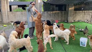 Hungry Stray Dogs Got in Line to Receive their Portion of Food