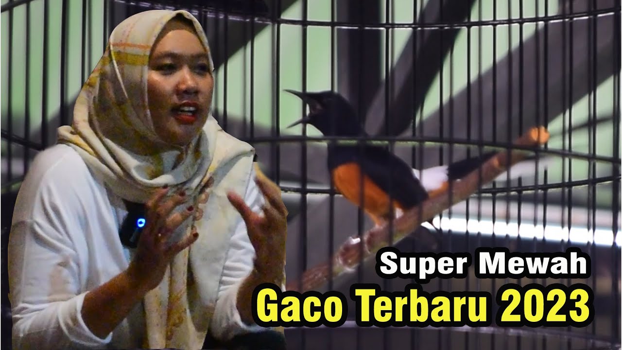 pendatang baru untuk SMM ! baracuda Umi ASHA !! edan buka paruhnya cak !!