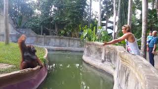 Clever orangutan makes a fair trade with human