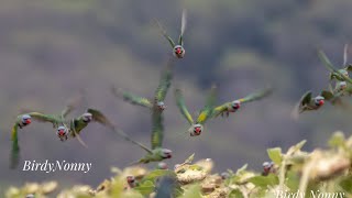 EP. 62 นกแขกเต้าฝูงใหญ่ที่สุดในไทย ตอน 2 (The Largest flock of Red-Breasted Parakeet of Thailand II)