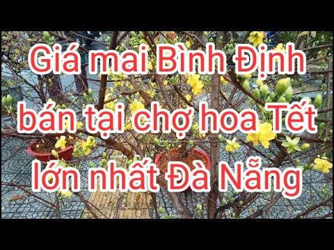 Video Khảo sát giá mai Bình Định tại chợ hoa Tết 2023 lớn... - youtube