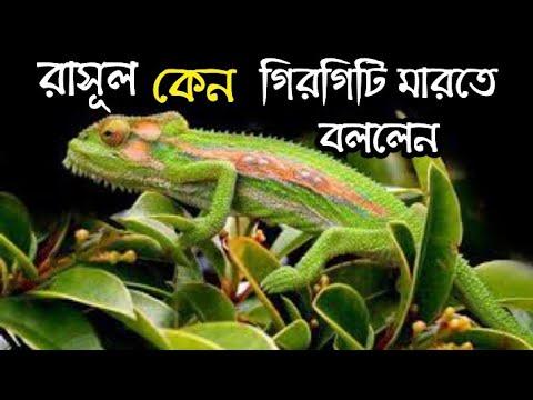 ভিডিও: গিগিটি গিগিটি গু মানে কি?