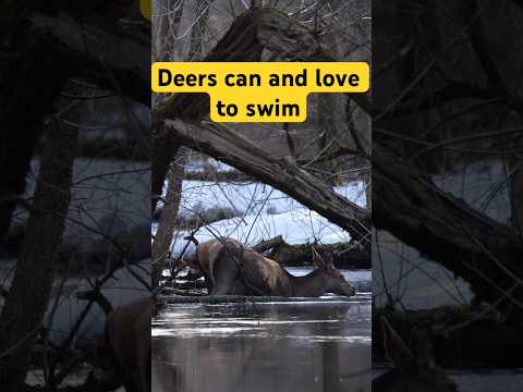 Видео: Have you ever seen swimming deers? #nature #wildlife #moments