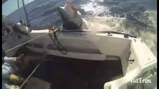 Mako shark