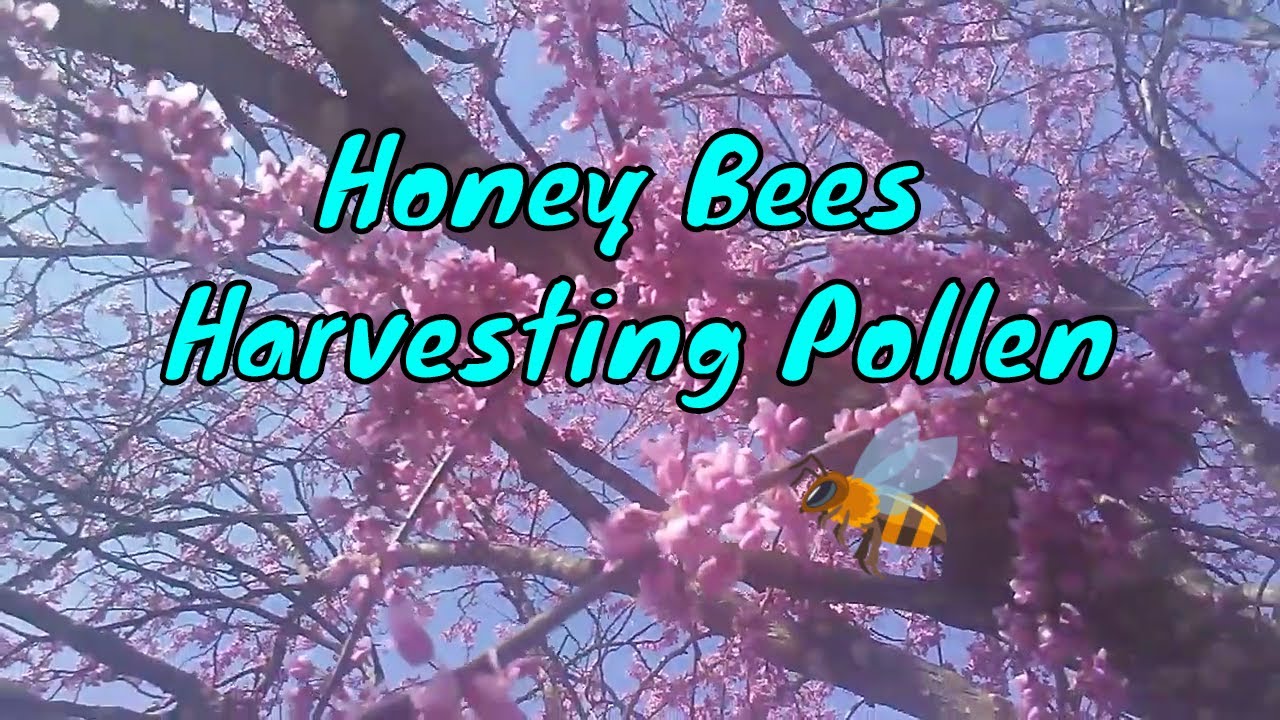 Honey Bees Harvesting Pollen from Flowers of Redbud Tree in the Spring