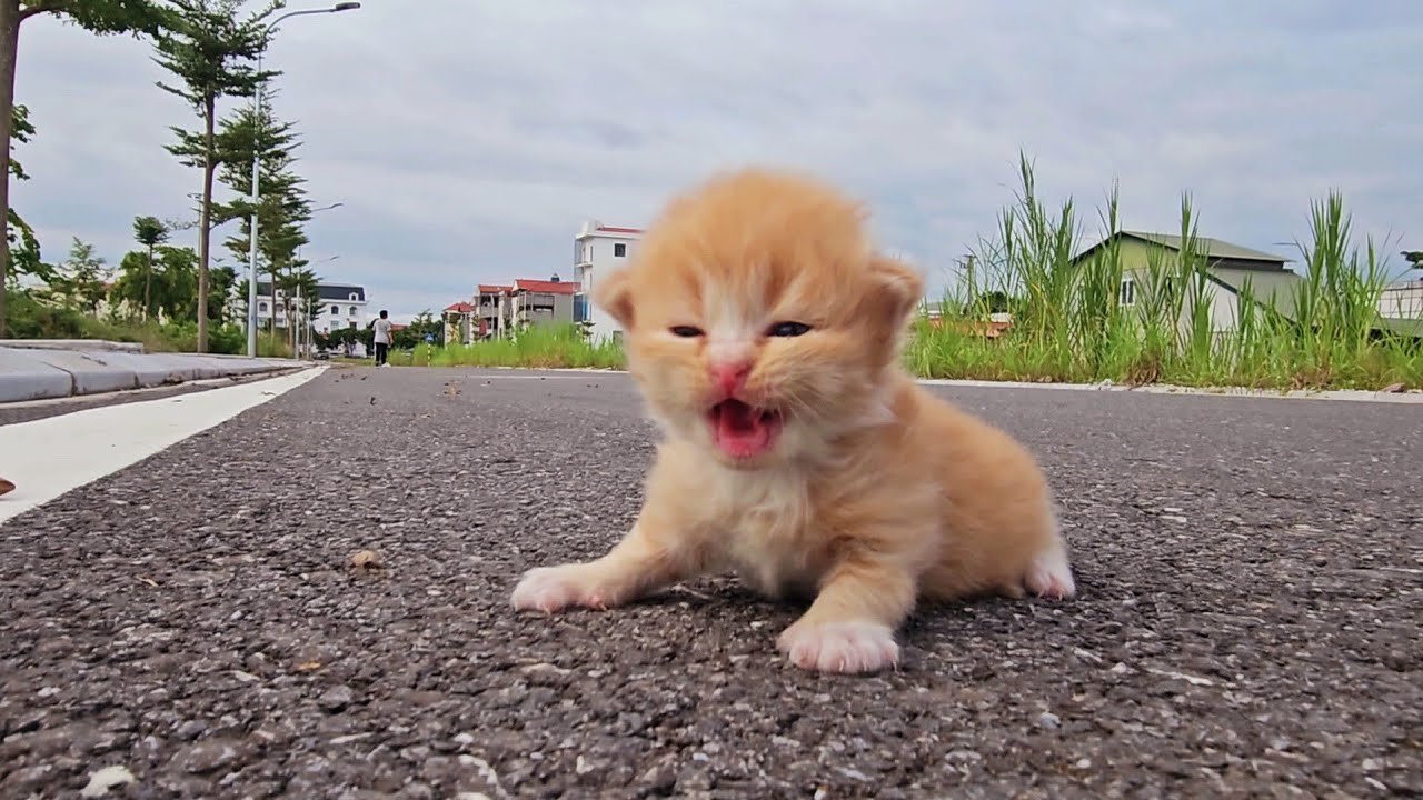 cute kittens I adopt homeless kittens meowing on the side of the road, small rescued kittens