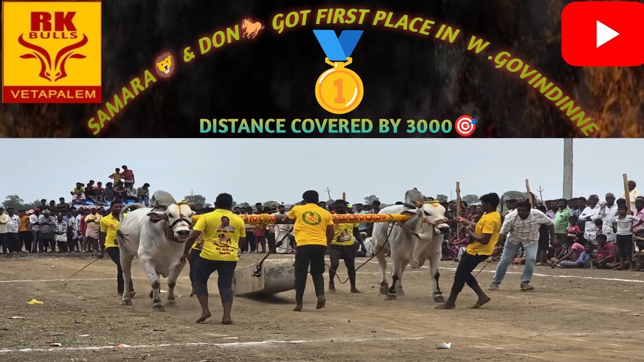 Samarasimha and don 🐎 got 1st place in W.Govindinne