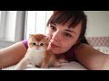 Golden British Shorthair kittens |  1 month after birth 🥰
