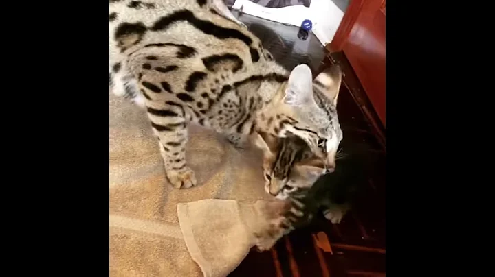 Video 11293551: f1 savannah cat, f1 savannah kitten