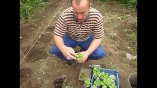 Выращивание табака посадка рассады. Выращивание табака посадка рассады.