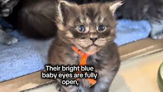 3 Week old Maine Coon kittens giving their first steps outside their nest.